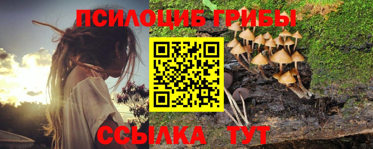 Псилоцибиновые грибы Psilocybe Жигулёвск